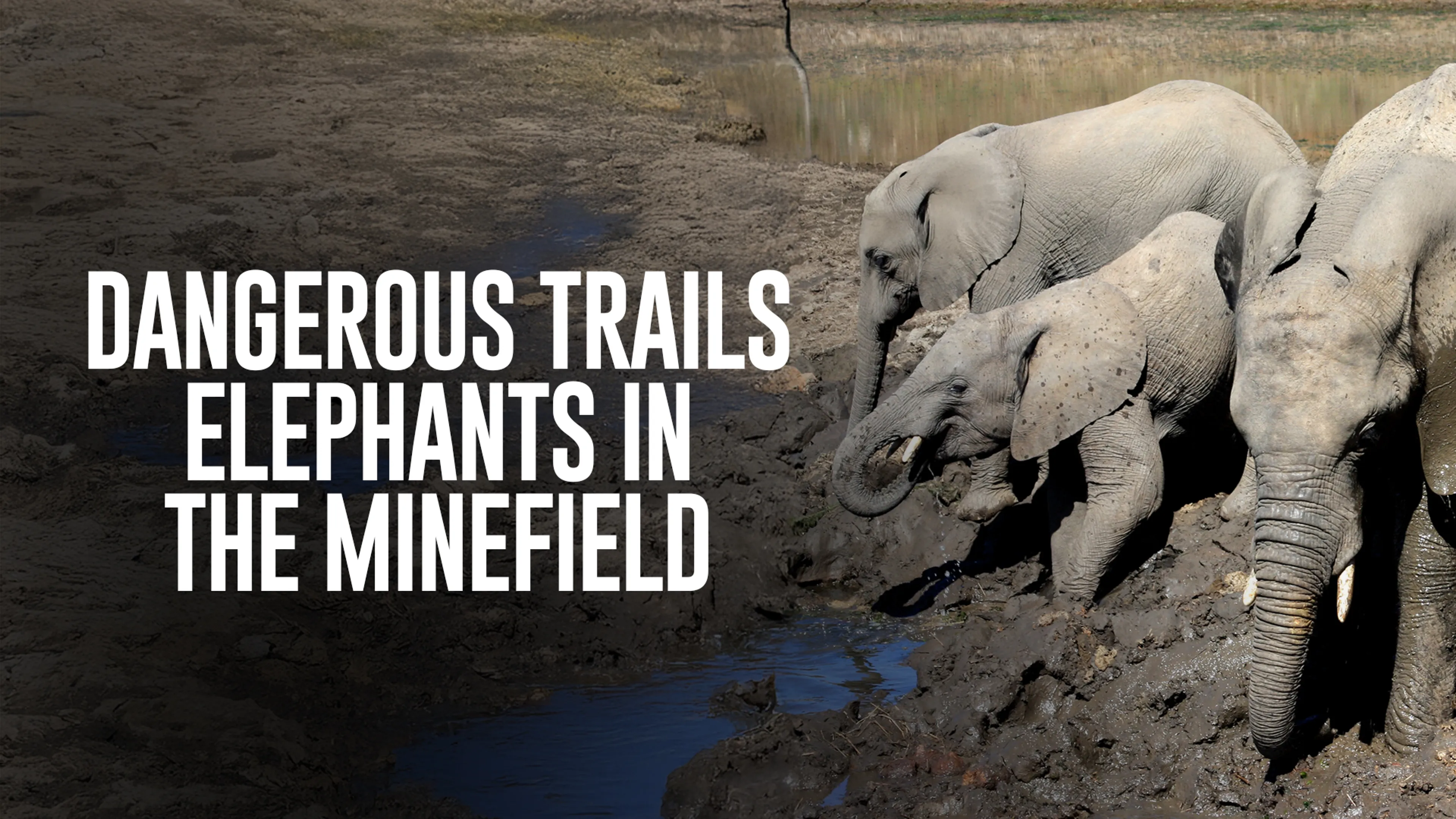 Dangerous Trails: Elephants in the Minefield poster